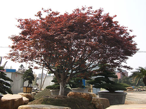 红枫树2