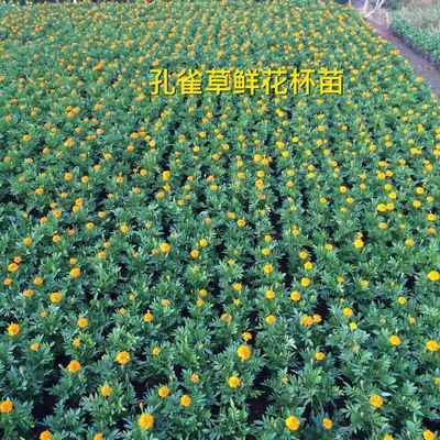 孔雀草鲜花杯苗