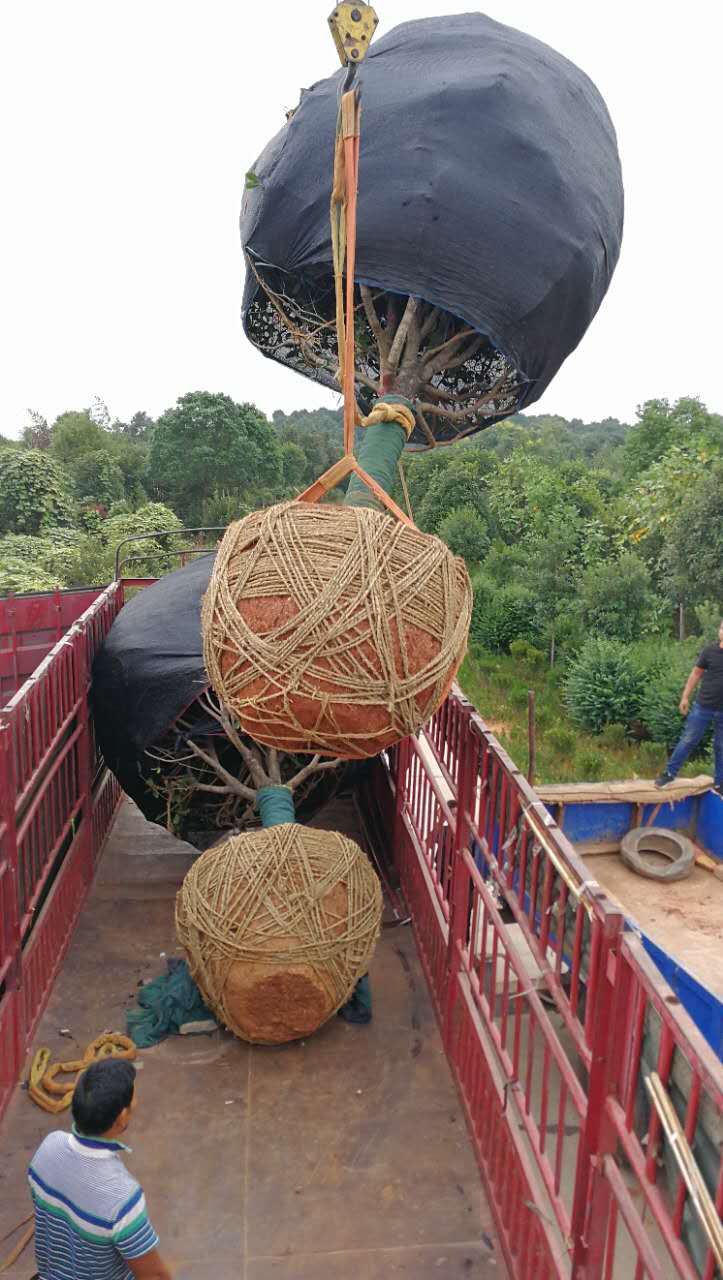 胸径15公分精品金桂起运