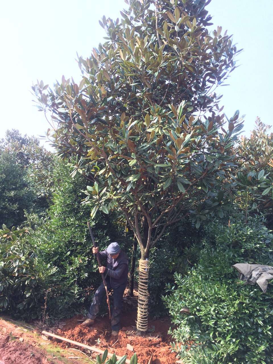 12公分精品广玉兰