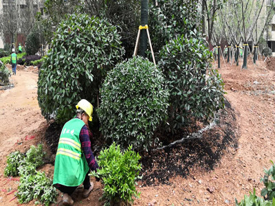 园林施工现场11