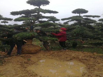 园林施工现场12