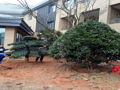 园林施工现场13