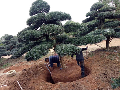 园林施工现场18