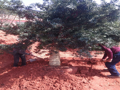 园林施工现场21