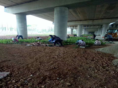 园林施工现场27